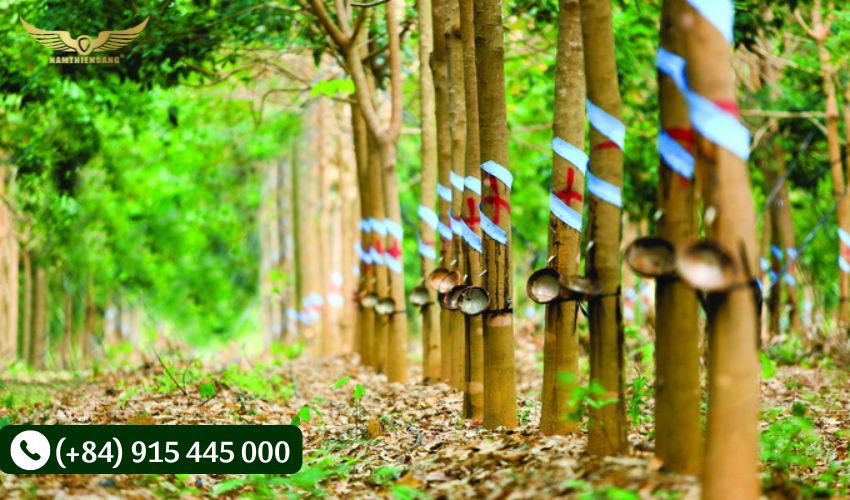 Dụng cụ khai thác mủ cao su